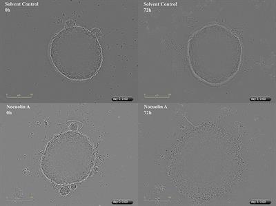 Antiproliferative Effects of the Natural Oxadiazine Nocuolin A Are Associated With Impairment of Mitochondrial Oxidative Phosphorylation